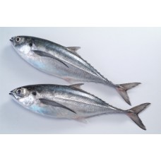 Frozen Horse  Mackerel Whole Round